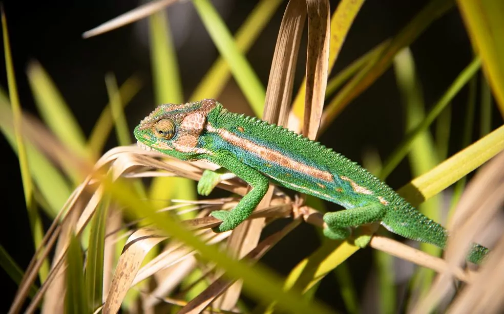 Biodiversity & Conservation