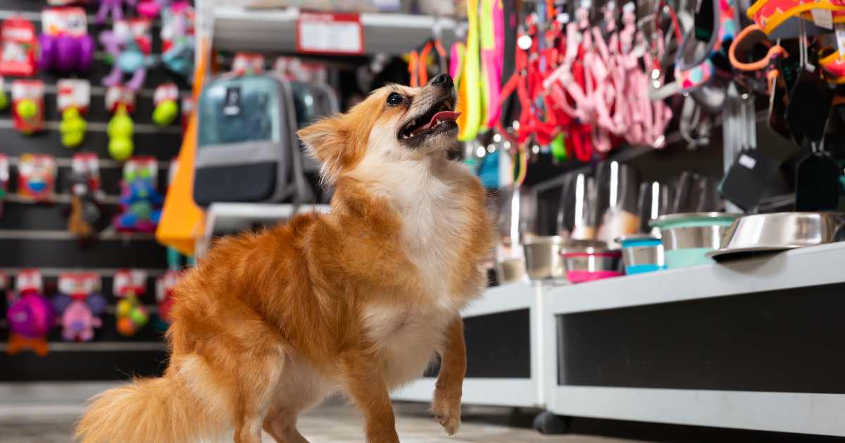 For the Love of Pets! Here’s How to Start a Pet Store